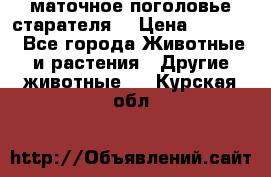 маточное поголовье старателя  › Цена ­ 2 300 - Все города Животные и растения » Другие животные   . Курская обл.